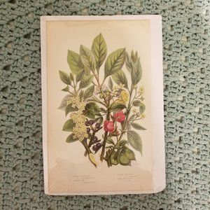 Antique Flora Art Print